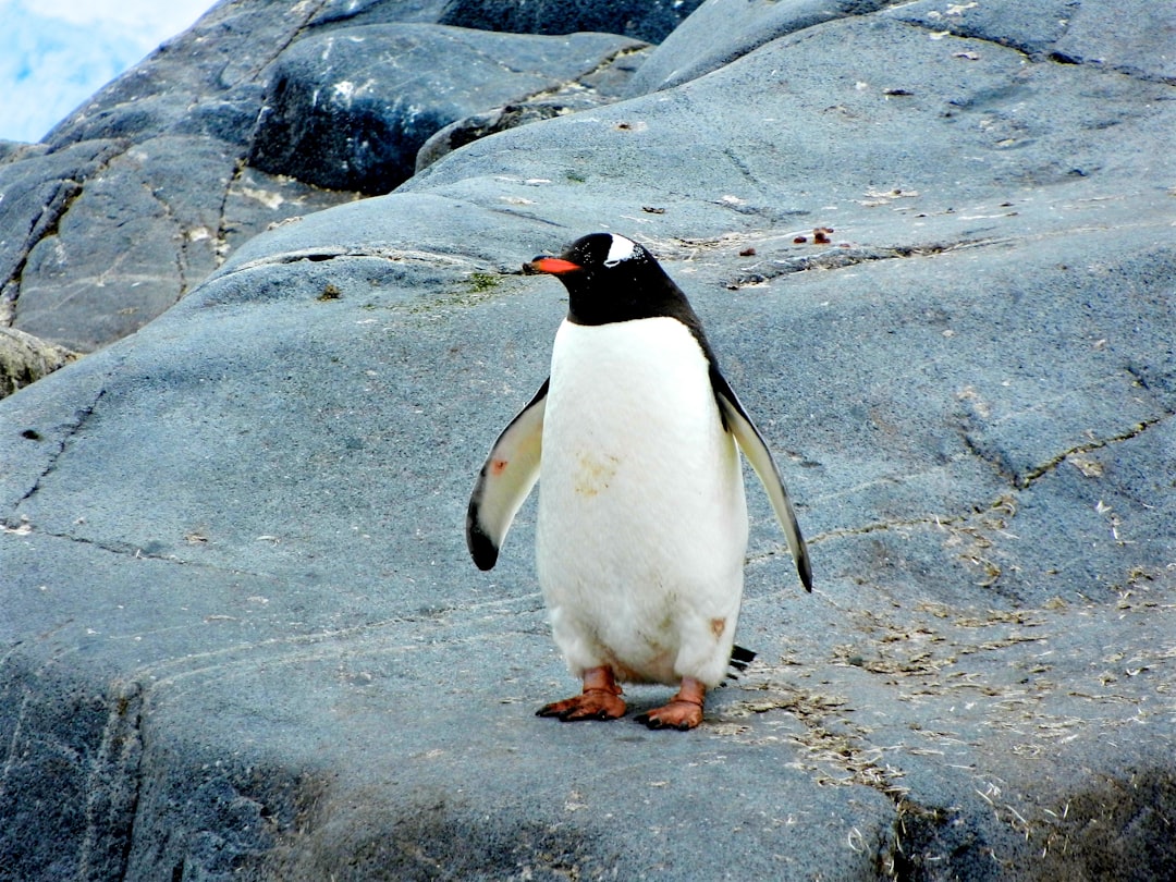 La mort mystérieuse des pingouins en Antarctique (crédits image : unsplash)