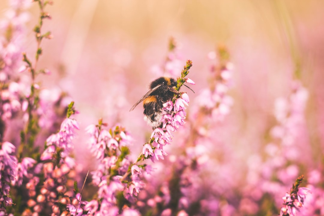 La perte déconcertante des abeilles dans le monde (crédits image : unsplash)