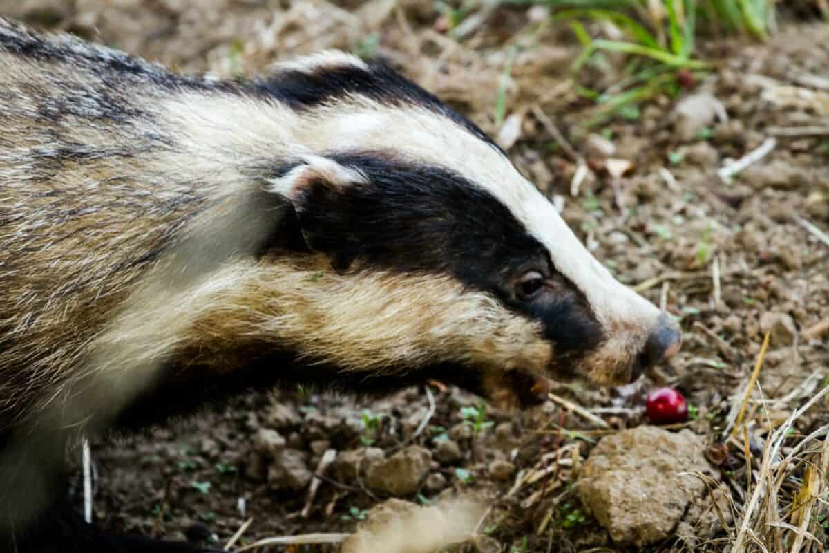 photographie en gros plan d'un animal blanc et noir