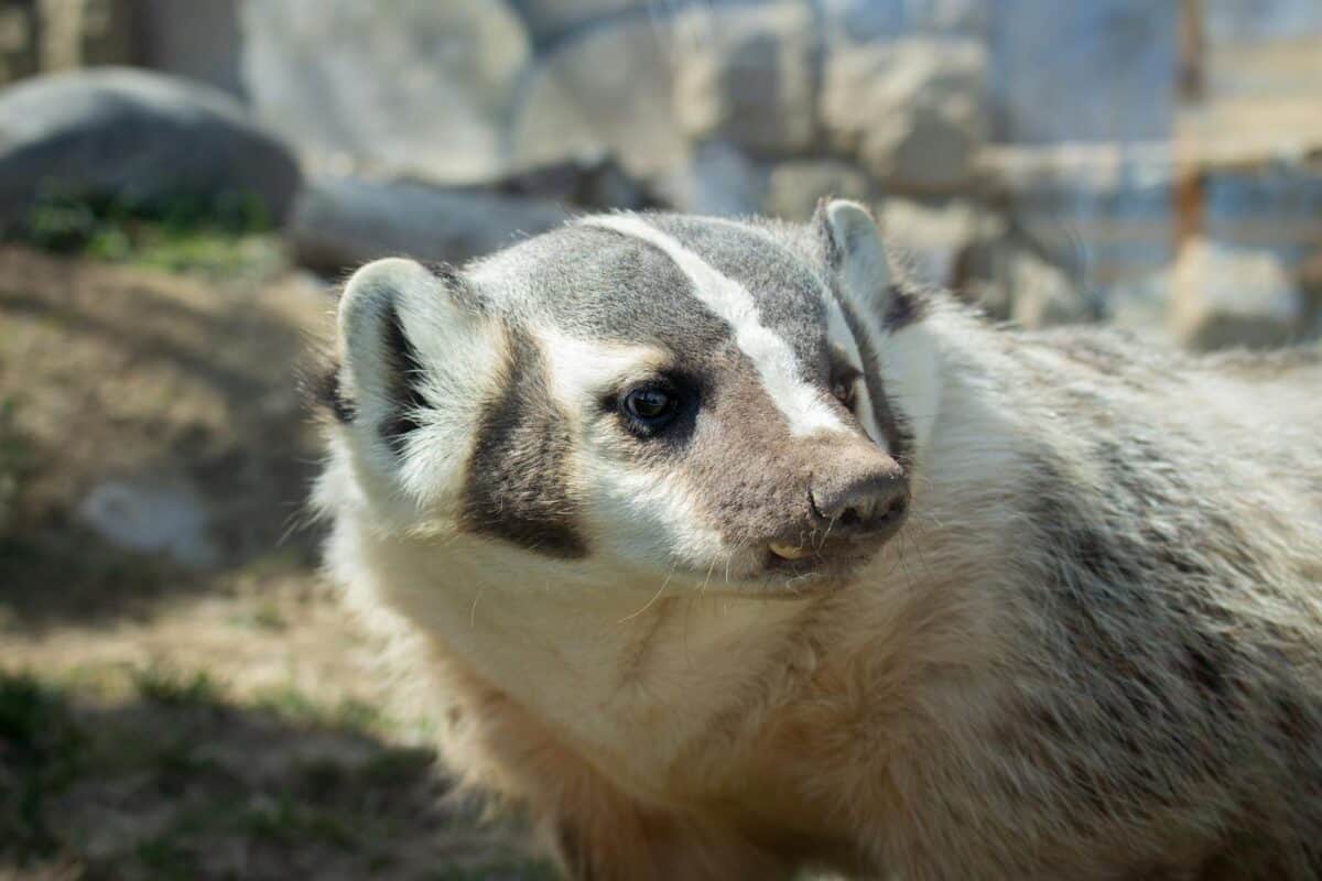 Portrait détaillé d'un blaireau d'Amérique dans son habitat naturel, présentant des marques faciales distinctes.