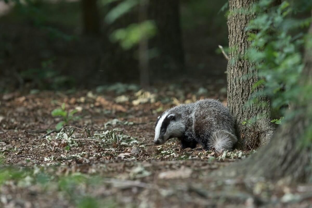 un blaireau se cache derrière un arbre dans les bois