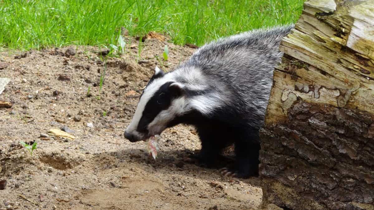 blaireau, animal, blaireaux, forêt, mammifère, blaireau, blaireau, nature, blaireau, blaireau, blaireau