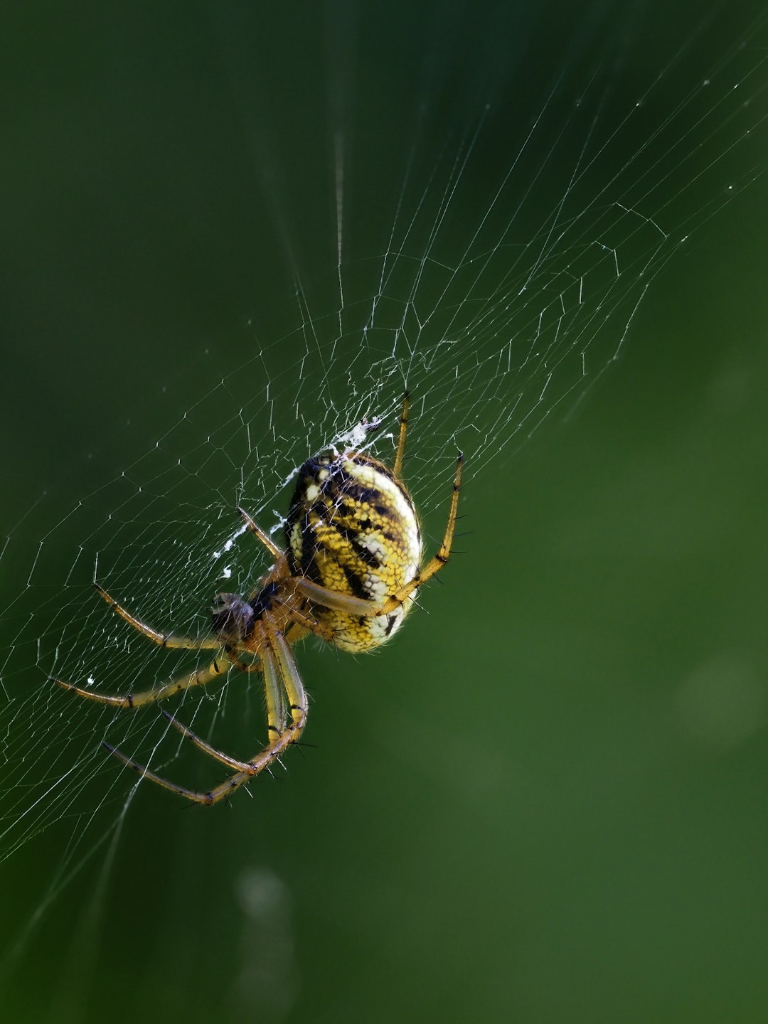 9 Protection des pollinisateurs (crédits image : unsplash)