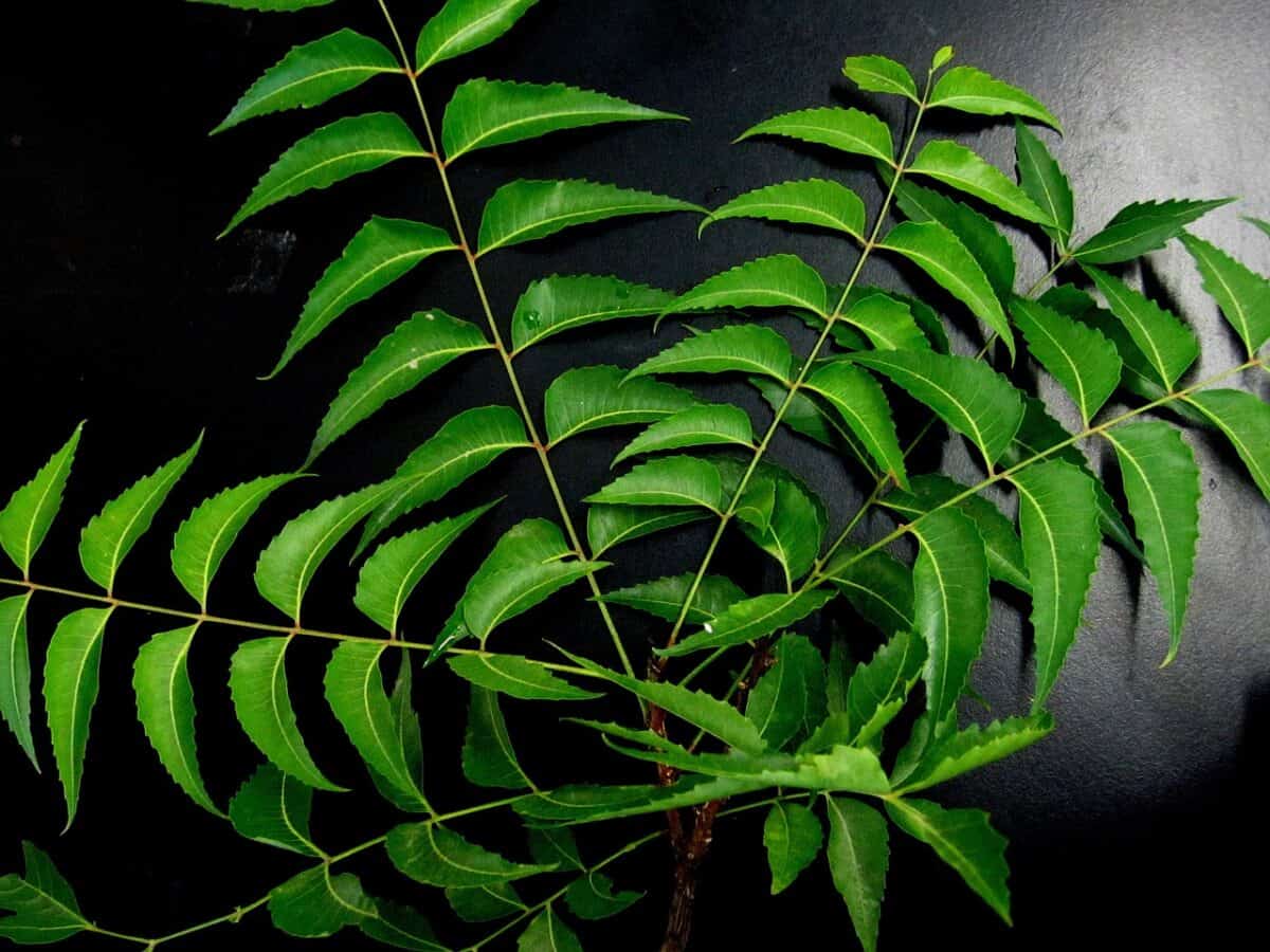 Feuilles de neem