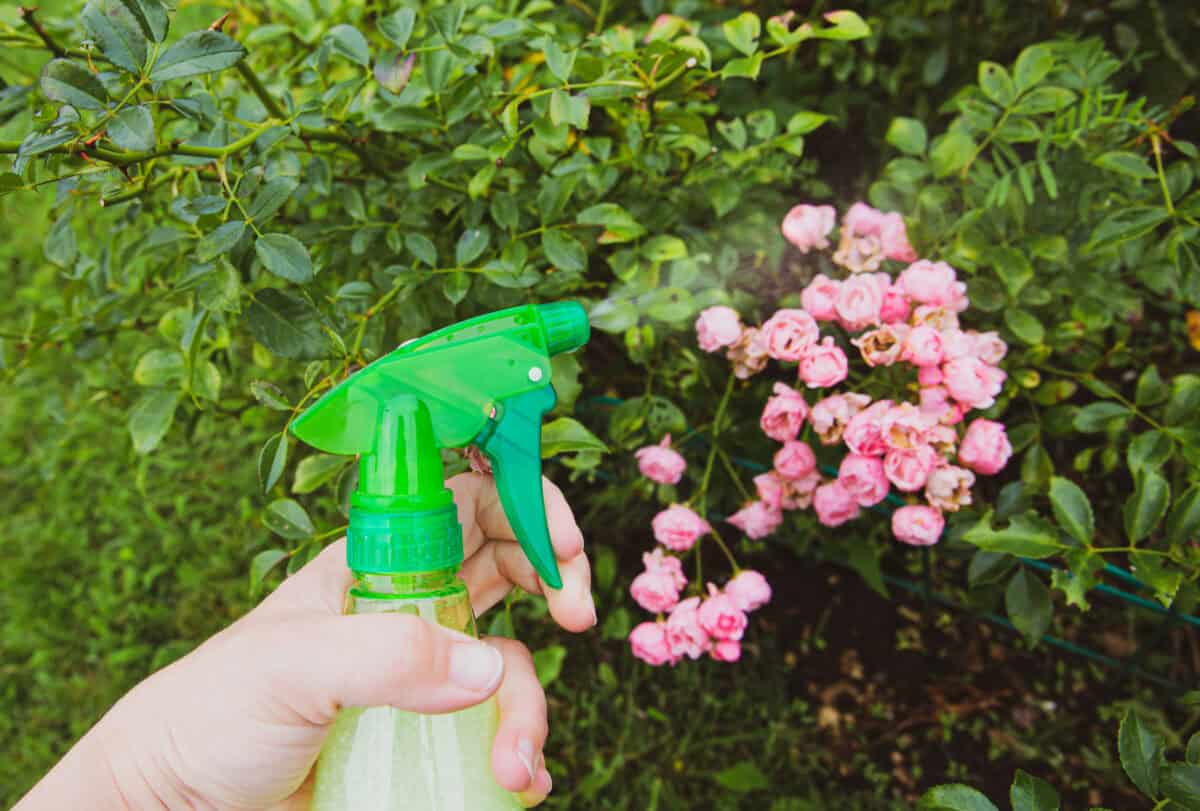 Spray de savon pour plantes
