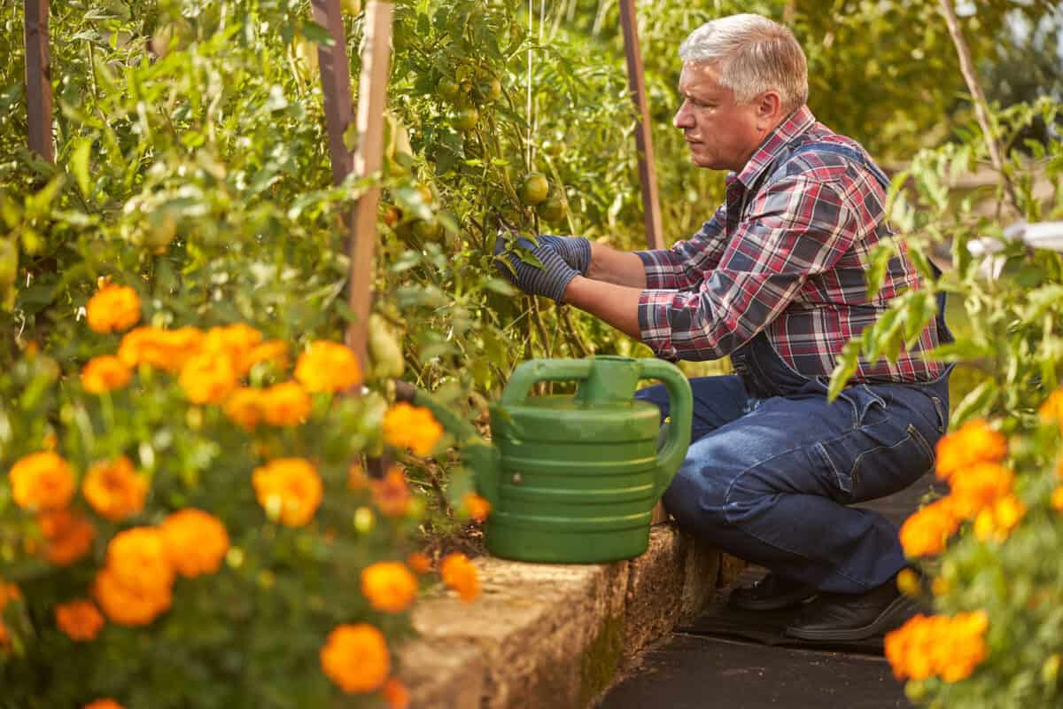 Homme s'occupant des tomates