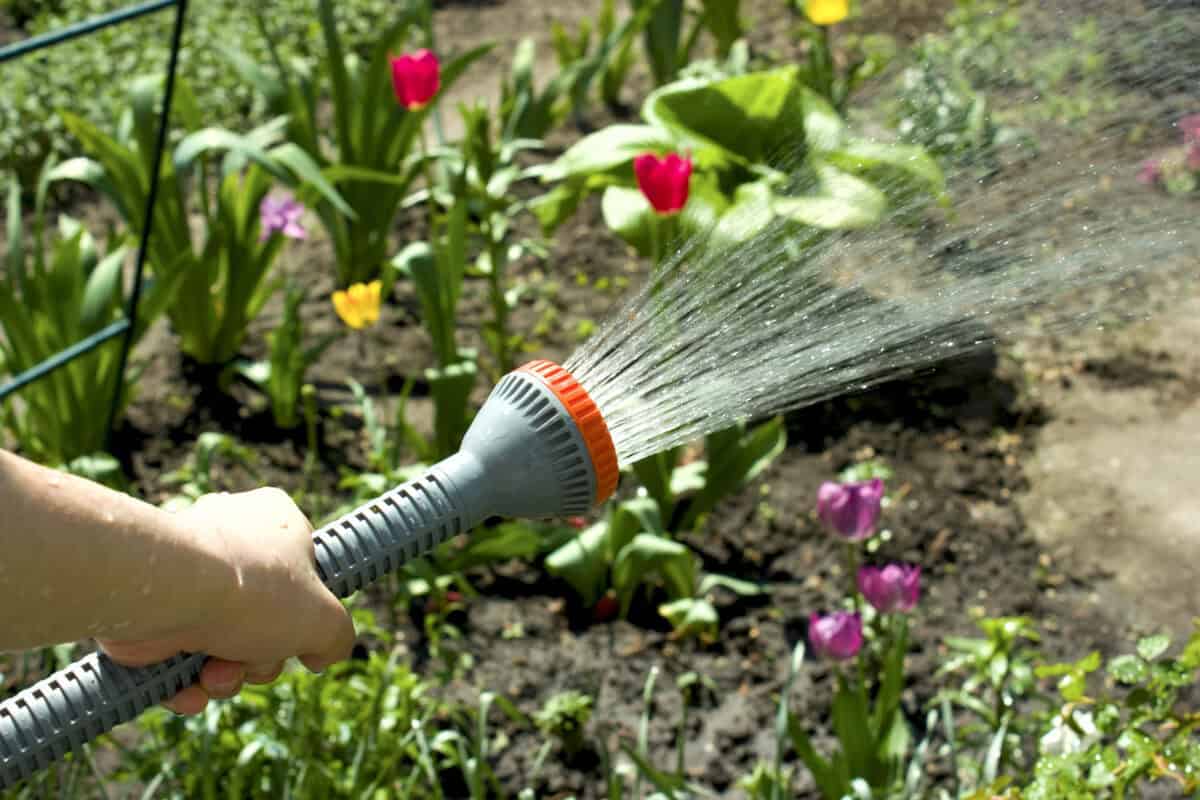 Pulvérisation d'eau sur les plantes