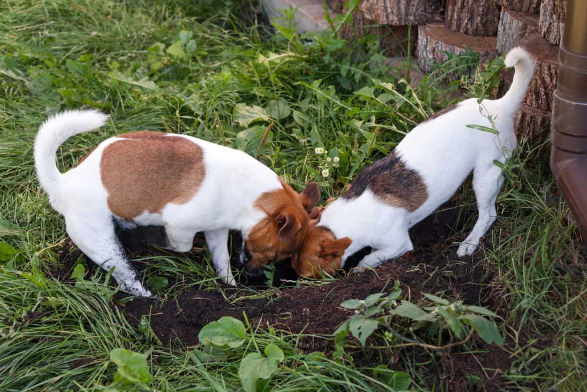 Chiens creusant dans un jardin