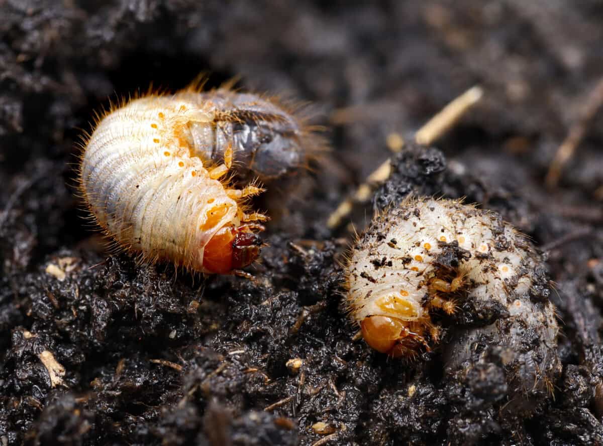 Larves dans un jardin