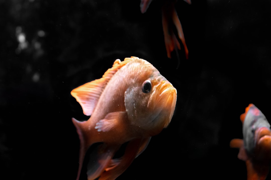 13. Garibaldi (crédits image : unsplash)
