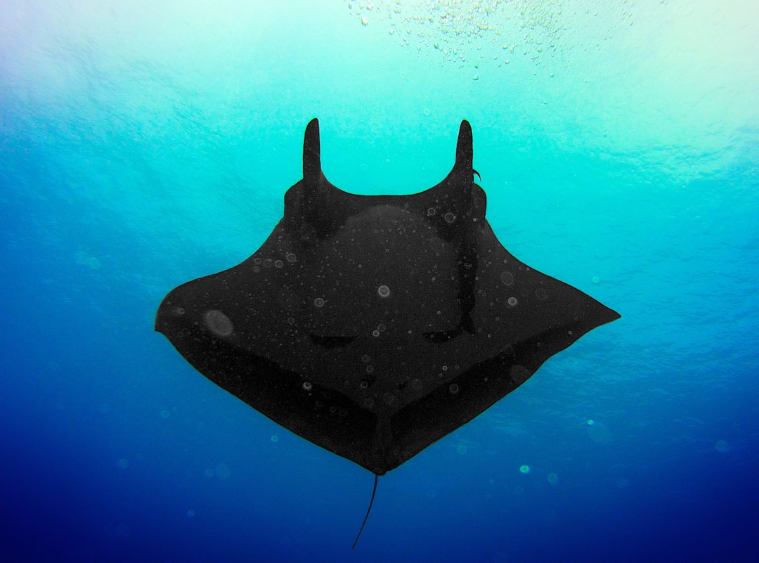 12. Bat Ray (crédits image : unsplash)