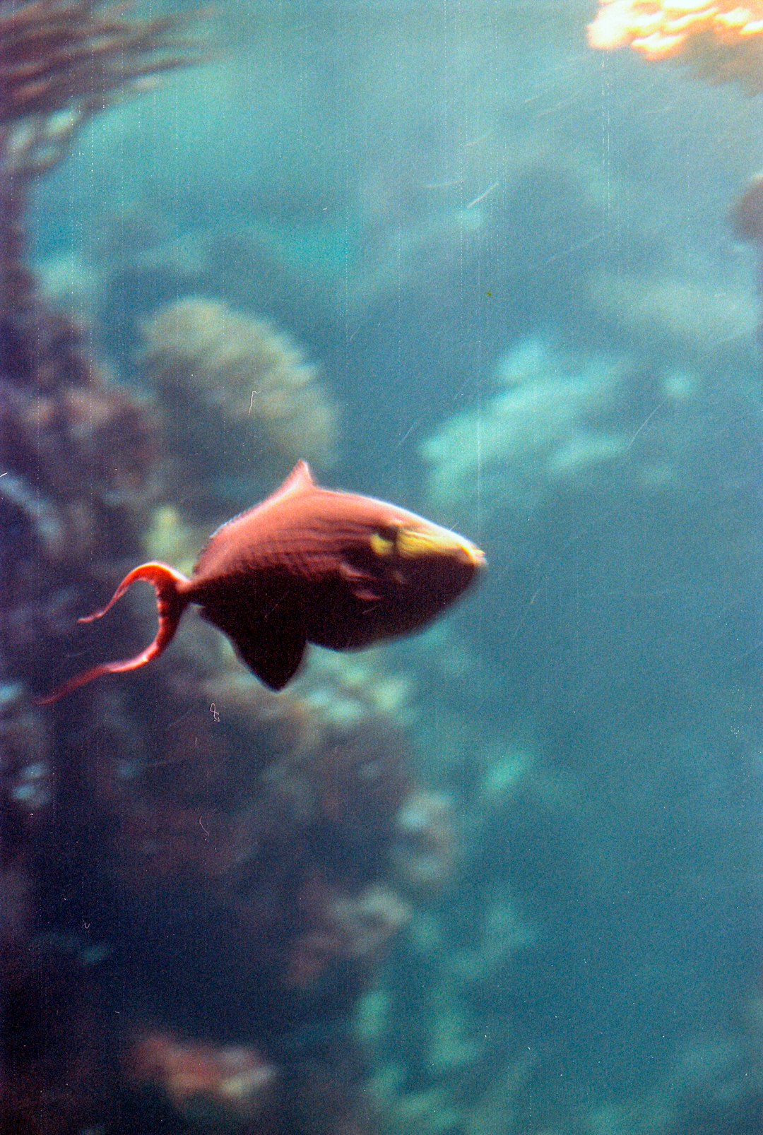 11. California Sheephead (crédits image : unsplash)