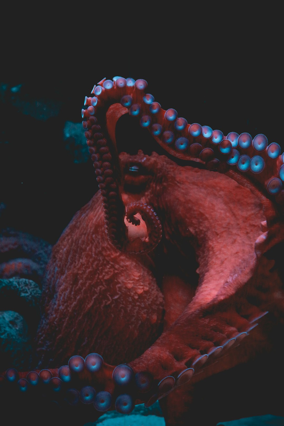 14. Poulpe géant du Pacifique (crédits image : unsplash)