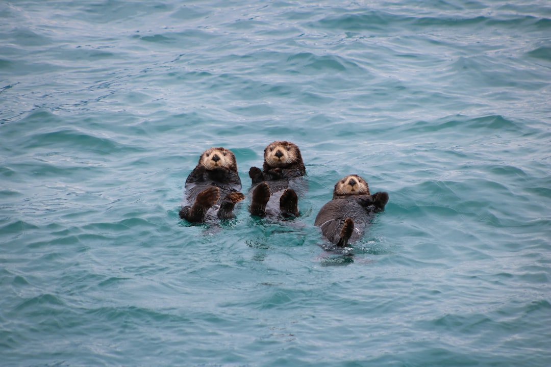 5. Loutre de mer (crédits image : unsplash)