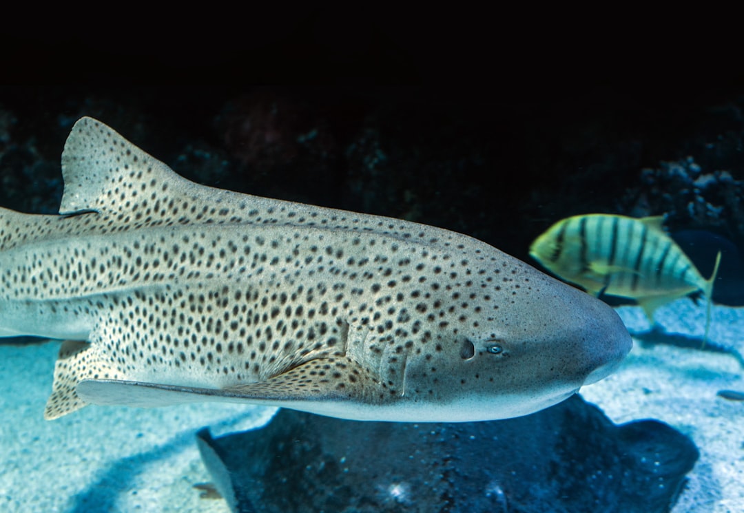 7. Requin léopard (crédits image : unsplash)