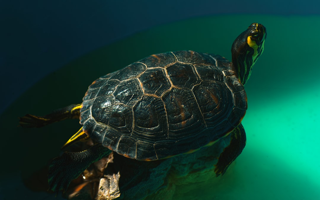 3. Tortue verte du Pacifique (crédits image : unsplash)