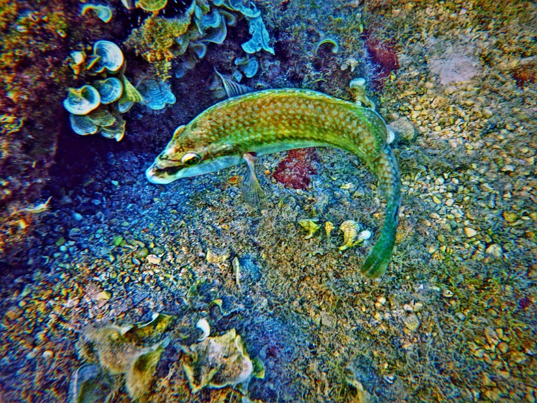 9. Hippocampe du Pacifique (crédits image : unsplash)