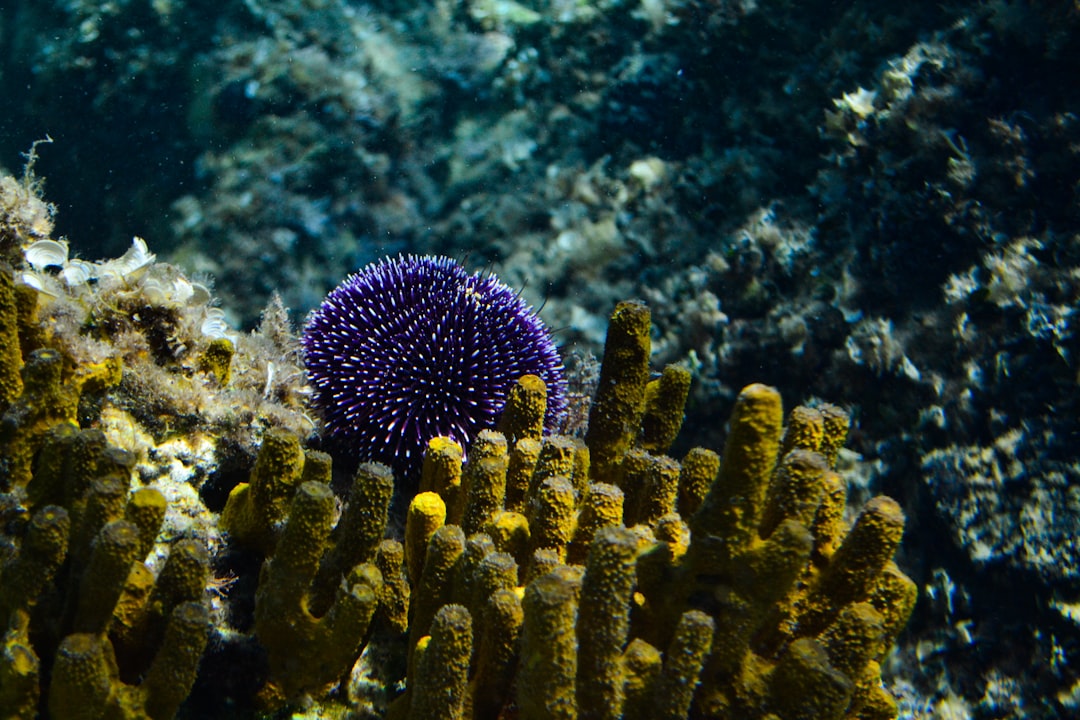 8. Oursin violet (crédits image : unsplash)