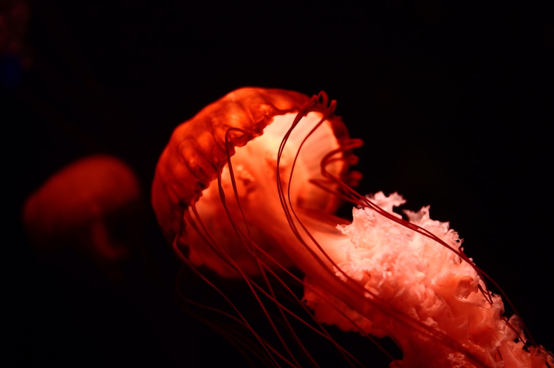 4. Nudibranche opalescent (crédits image : unsplash)
