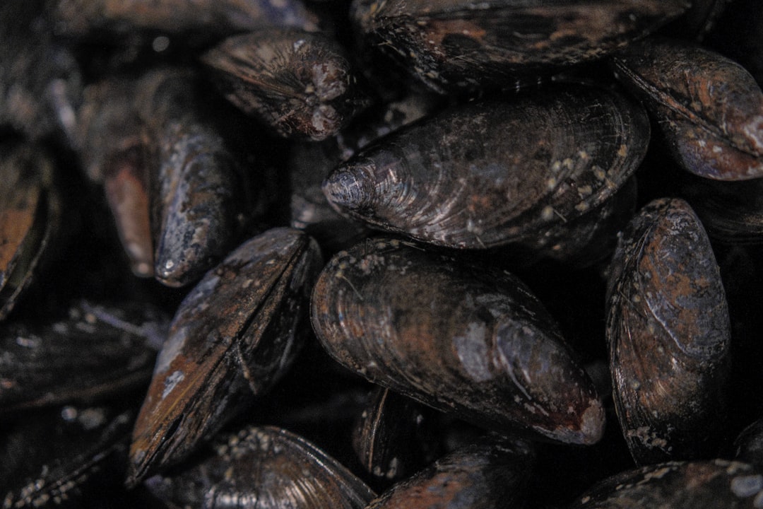 2. Black Abalone (crédits image : unsplash)