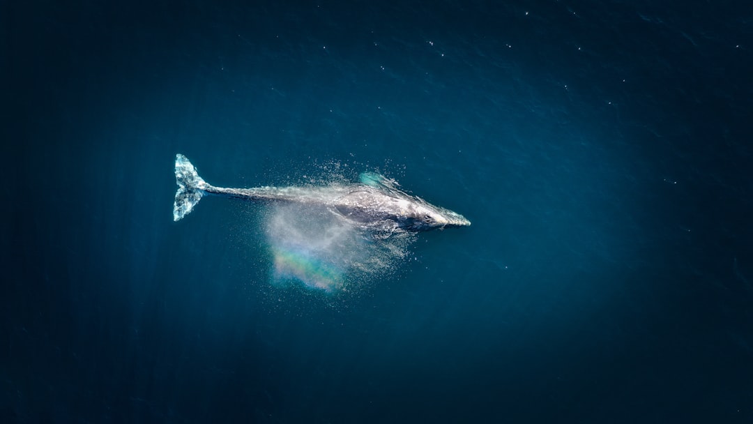 1. Baleine grise (crédits image : unsplash)