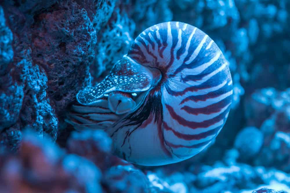 Gros plan de coquille de Nautilus attaché aux rochers