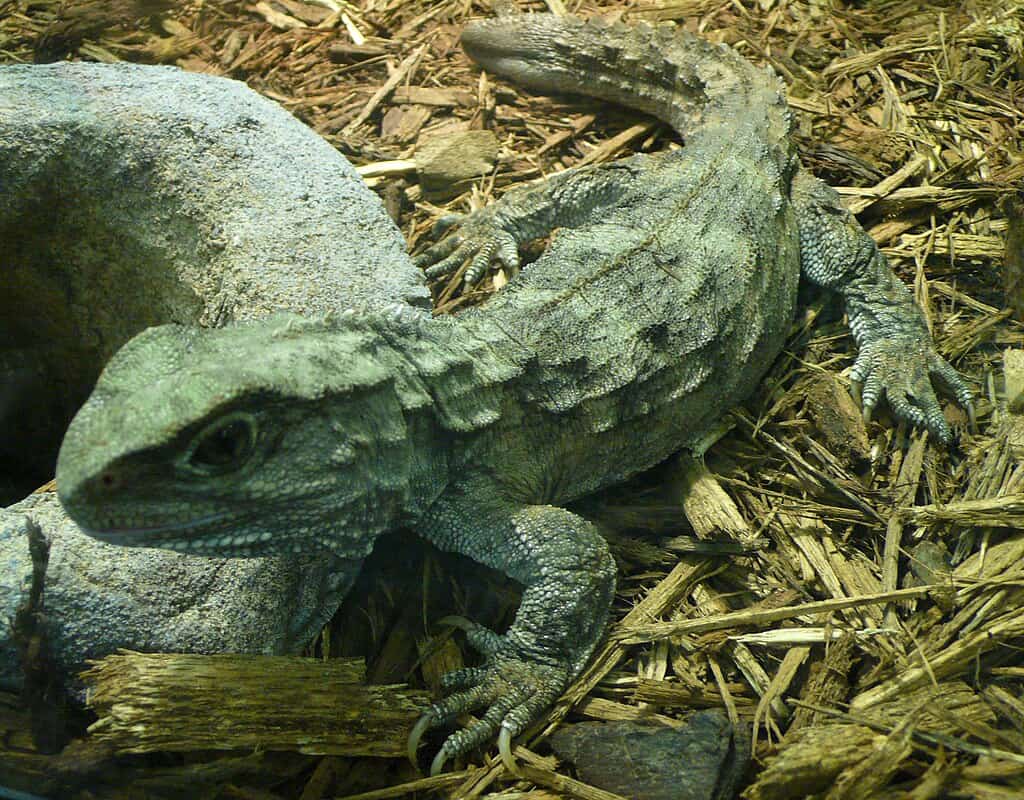 Tuatara. Image de TimVickers, domaine public,