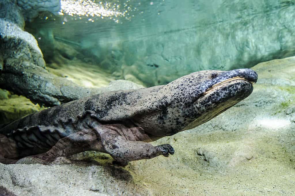 Salamandre géante chinoise au zoo de Prague