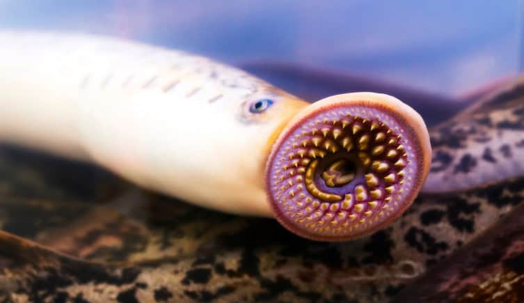 Une étude révèle un fossile de poisson vieux de 407 millions d'années qui révèle l'origine de nos bras et de nos jambes