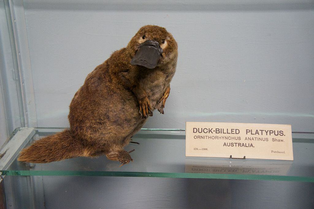 Ornithorynque