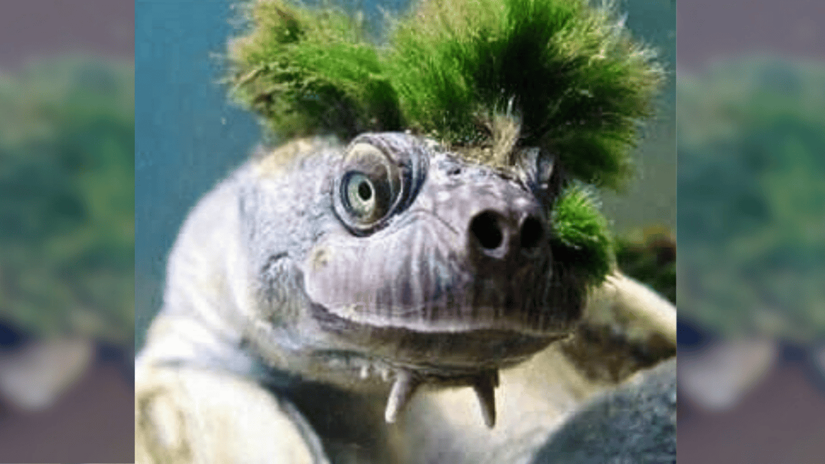Tortue de la rivière Punk Mary