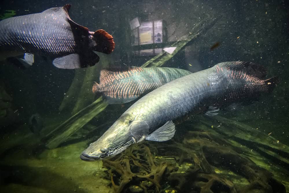 Poisson-poumon australien ou poisson-poumon du Queensland ou Neoceratodus forsteri un fossile vivant dans l'aquarium du zoo.