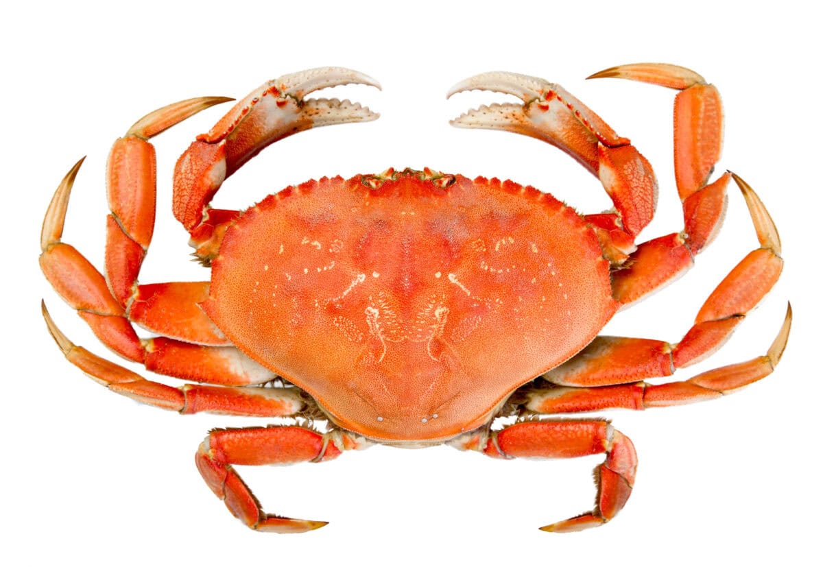 Crabe dormeur entier isolé