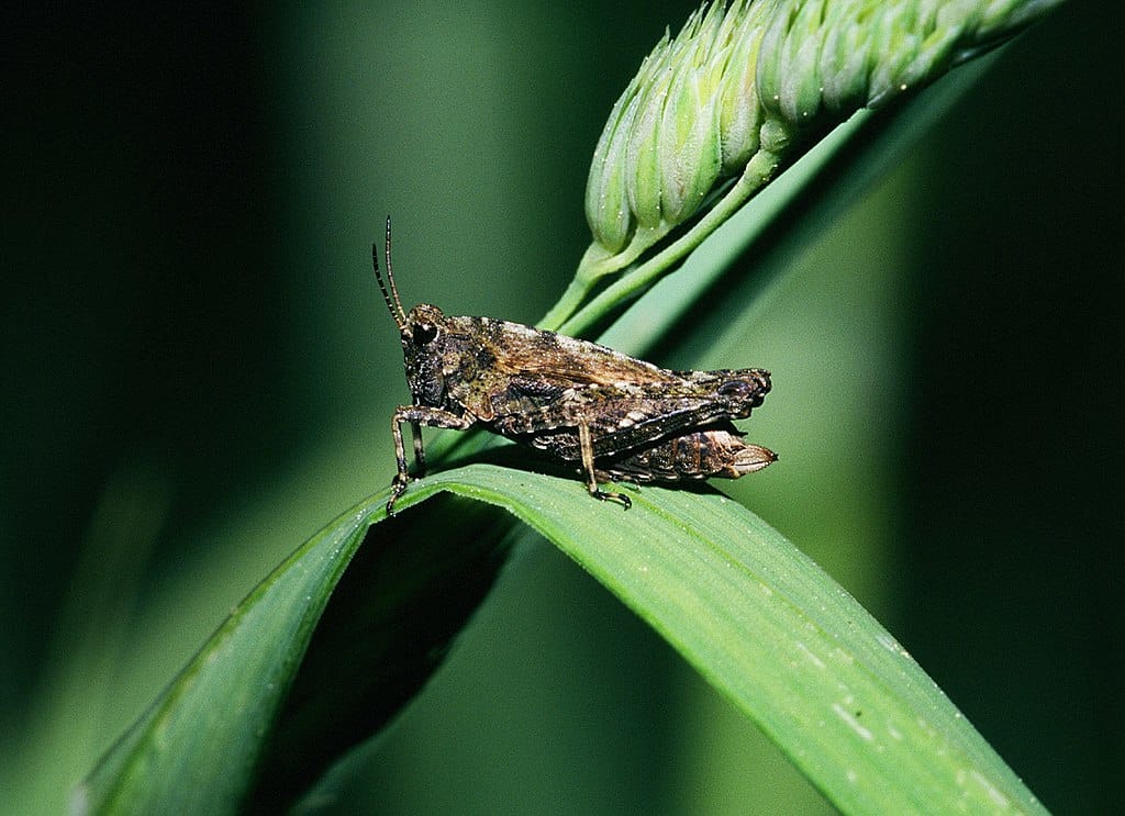 Sauterelle pygmée