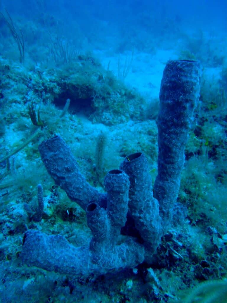 récif de corail brun et gris