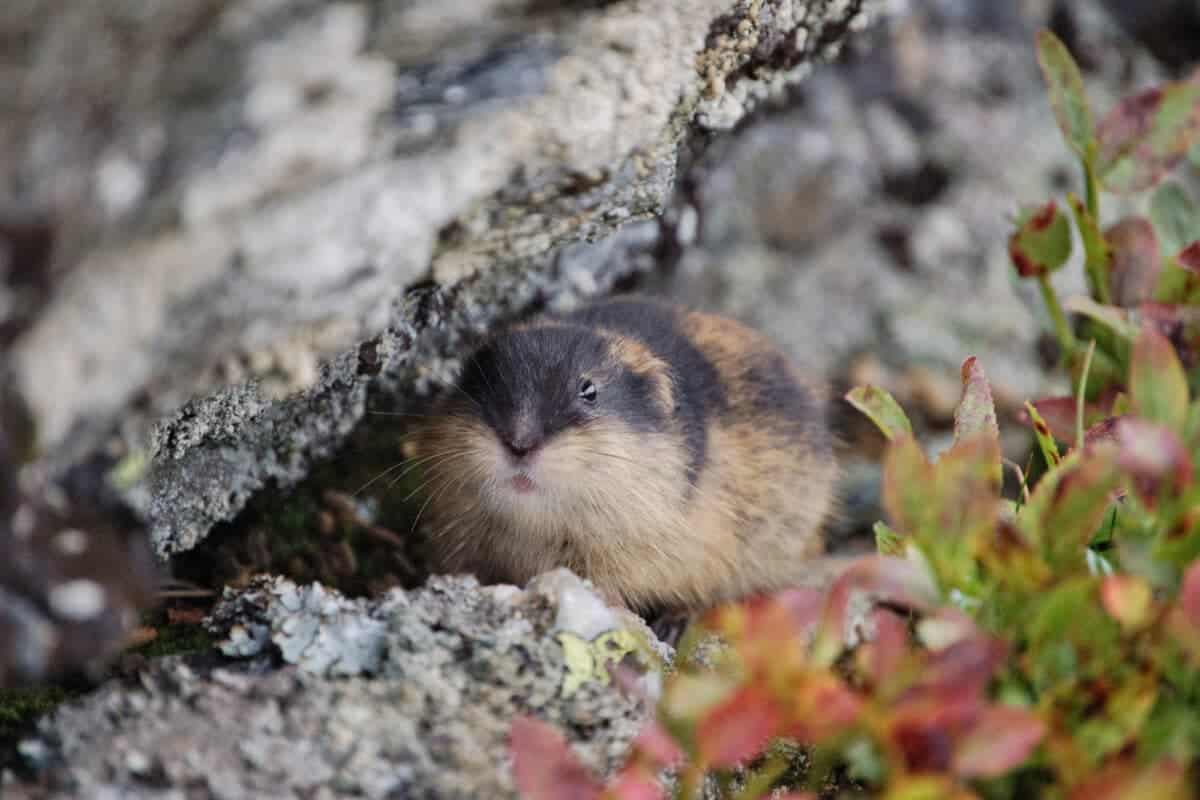 lemming
