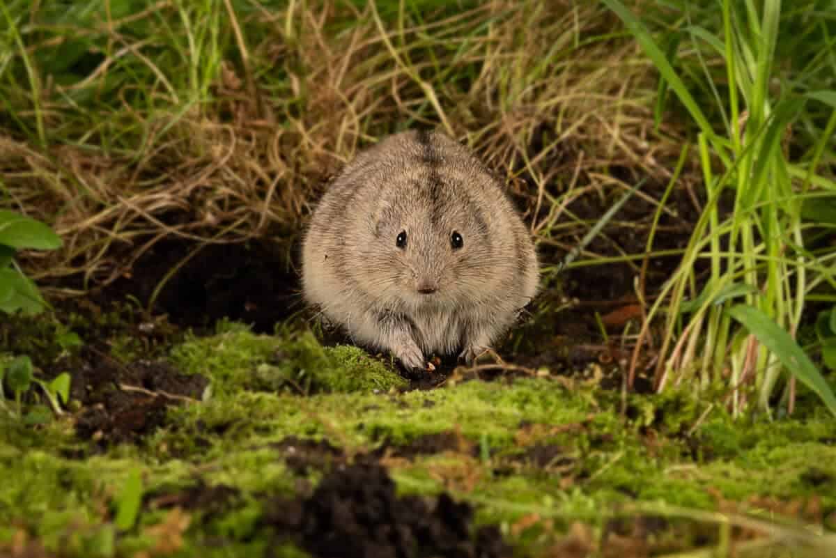 lemming