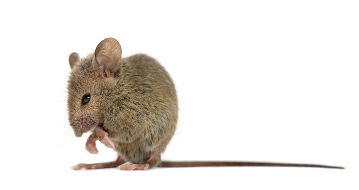Souris sauteuse occidentale