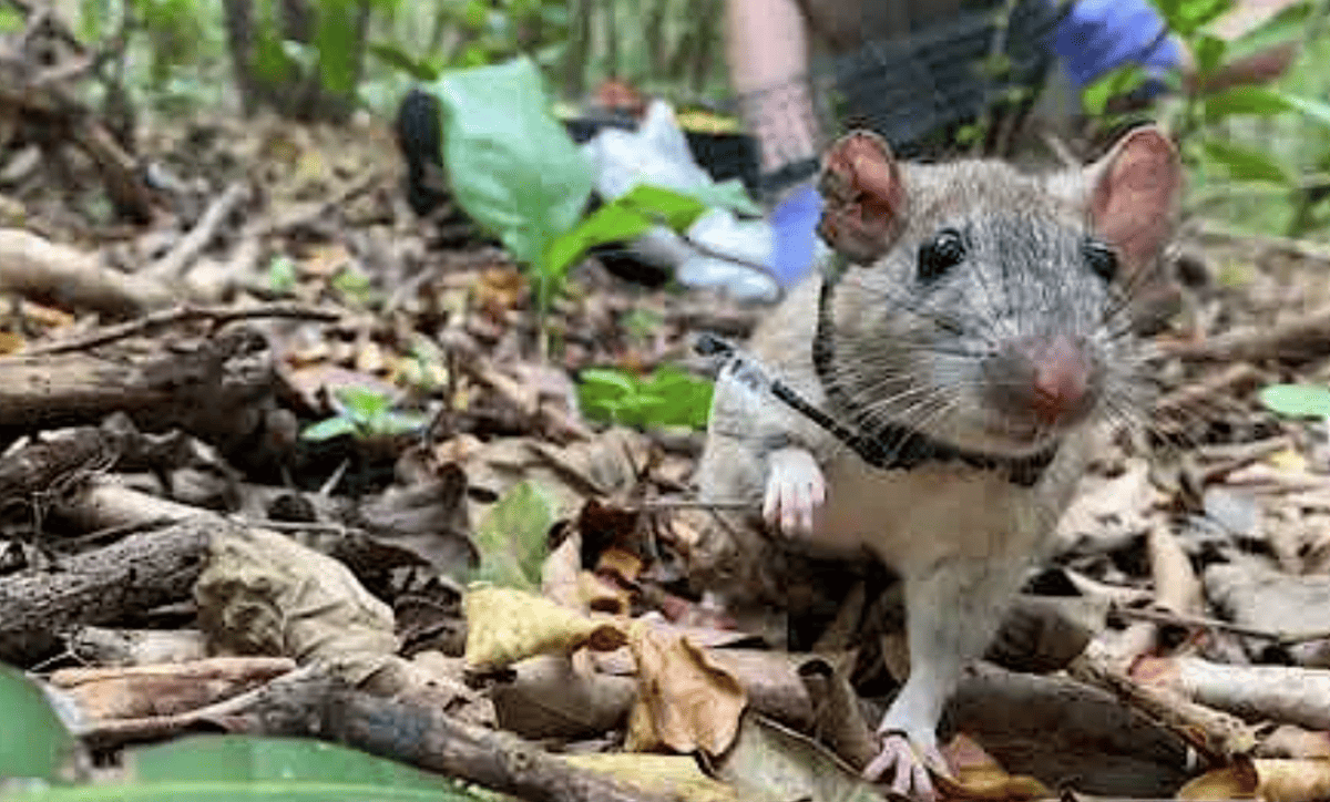 Rat des bois de Key Largo