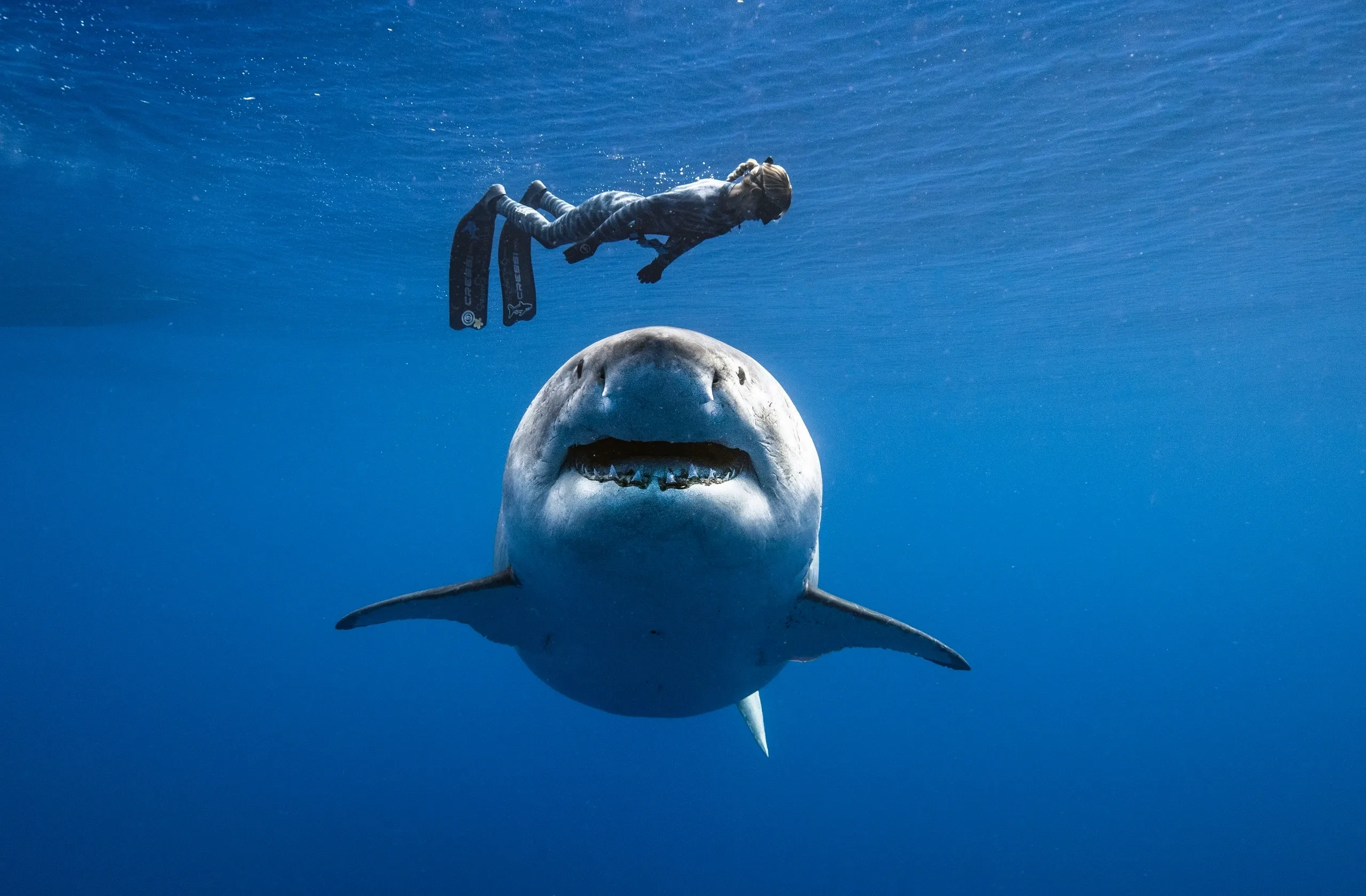 Un biologiste marin nage avec un grand requin blanc de 20 pieds de long