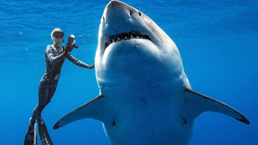 Un biologiste marin nage avec un grand requin blanc de 20 pieds de long