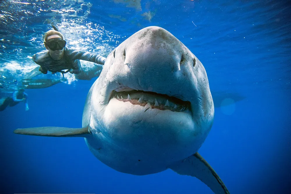 Un biologiste marin nage avec un grand requin blanc de 20 pieds de long