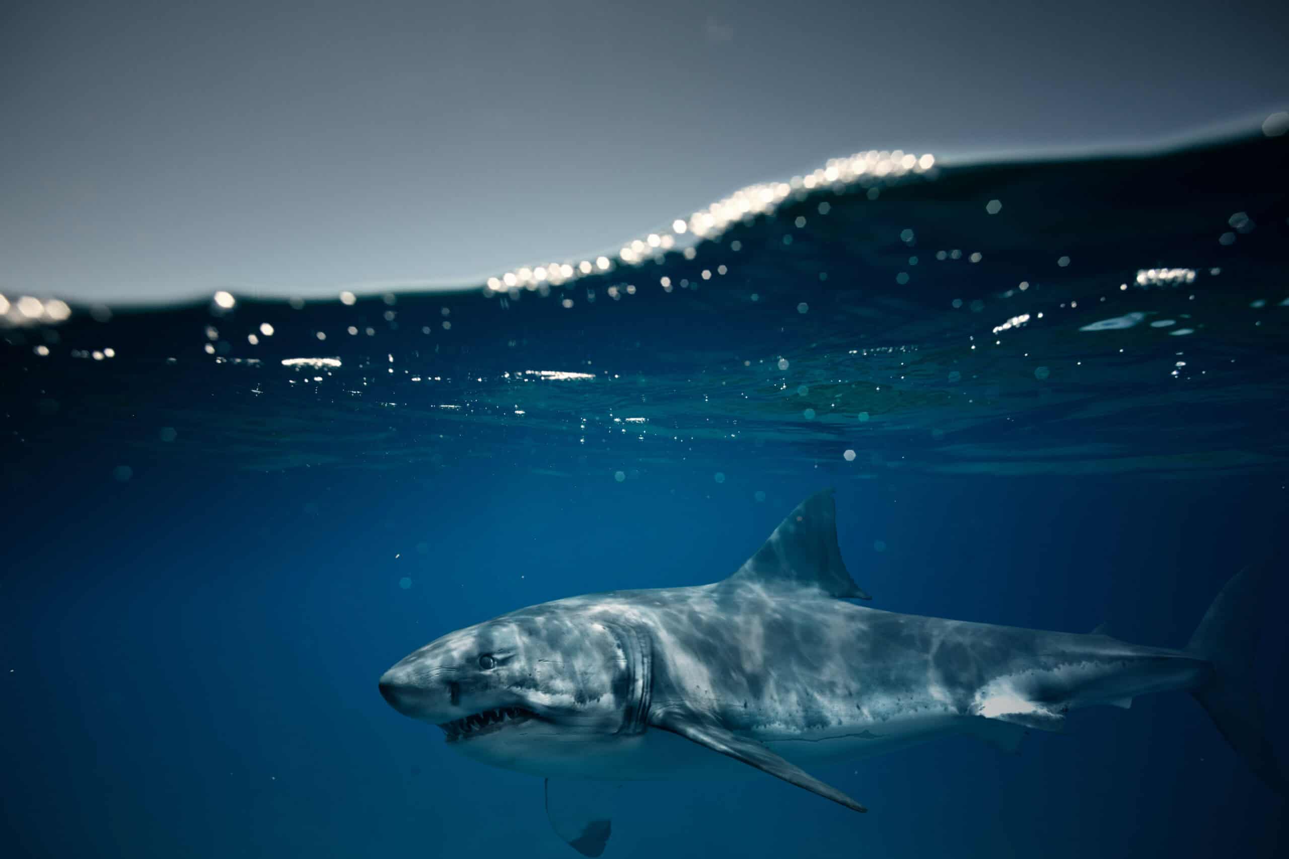 Grand requin blanc