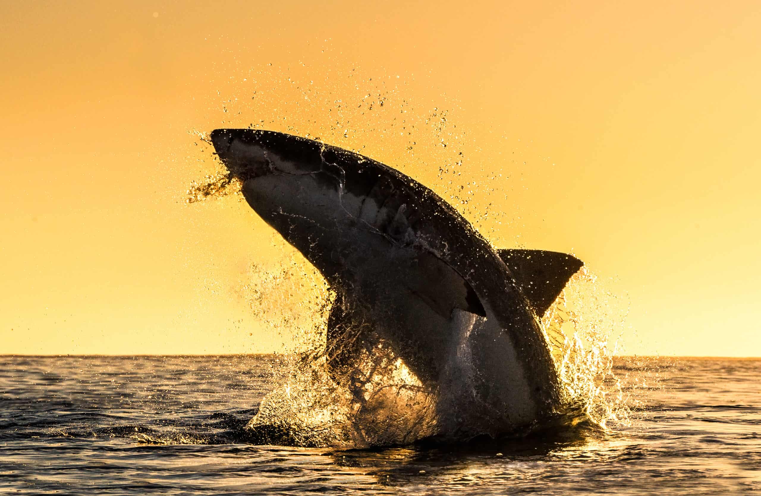 Grand requin blanc Alabama