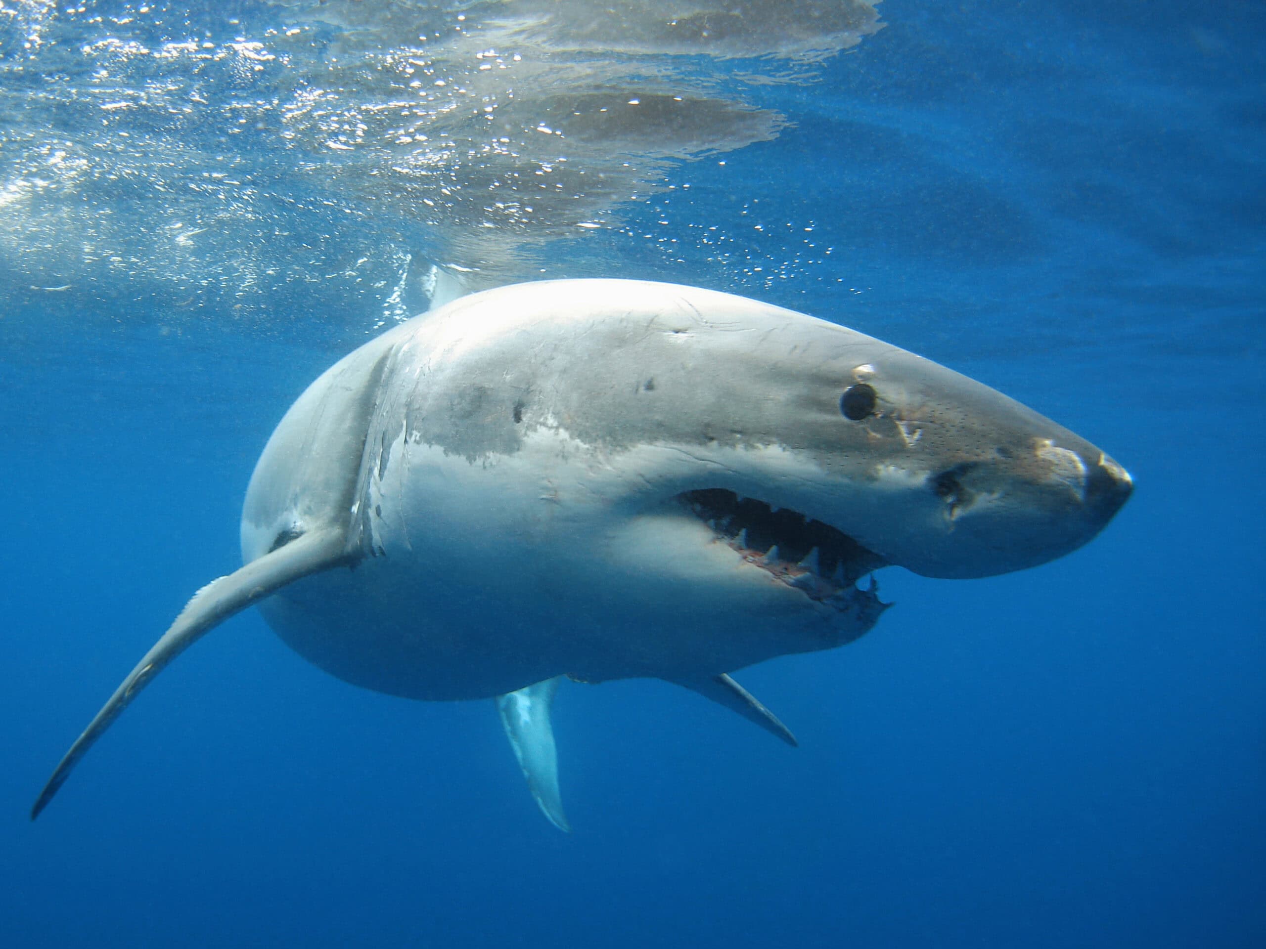 Un grand requin blanc explorant ses environs.
