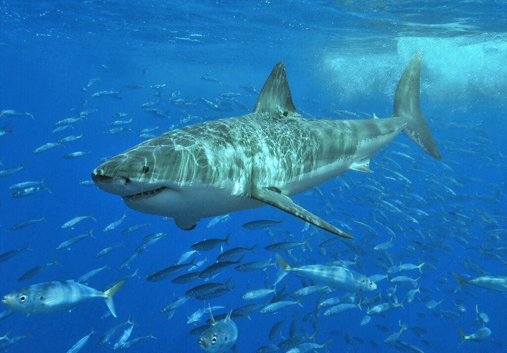 Grand requin blanc