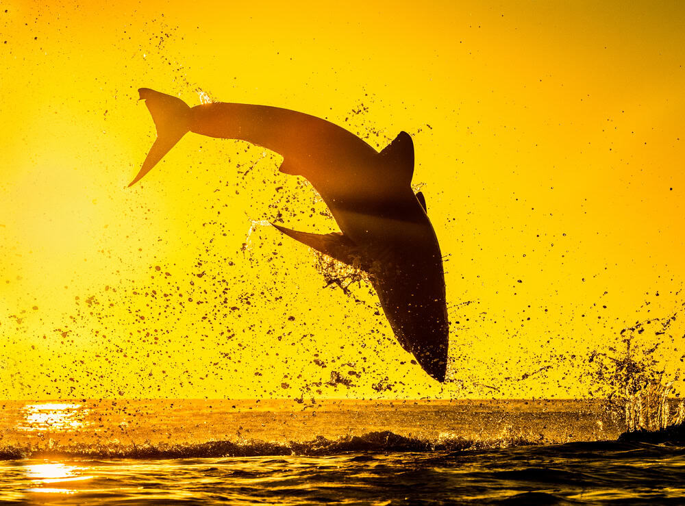 Grand requin blanc