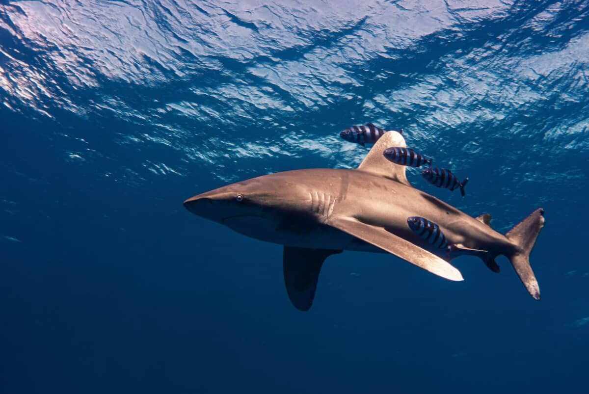grand requin blanc
