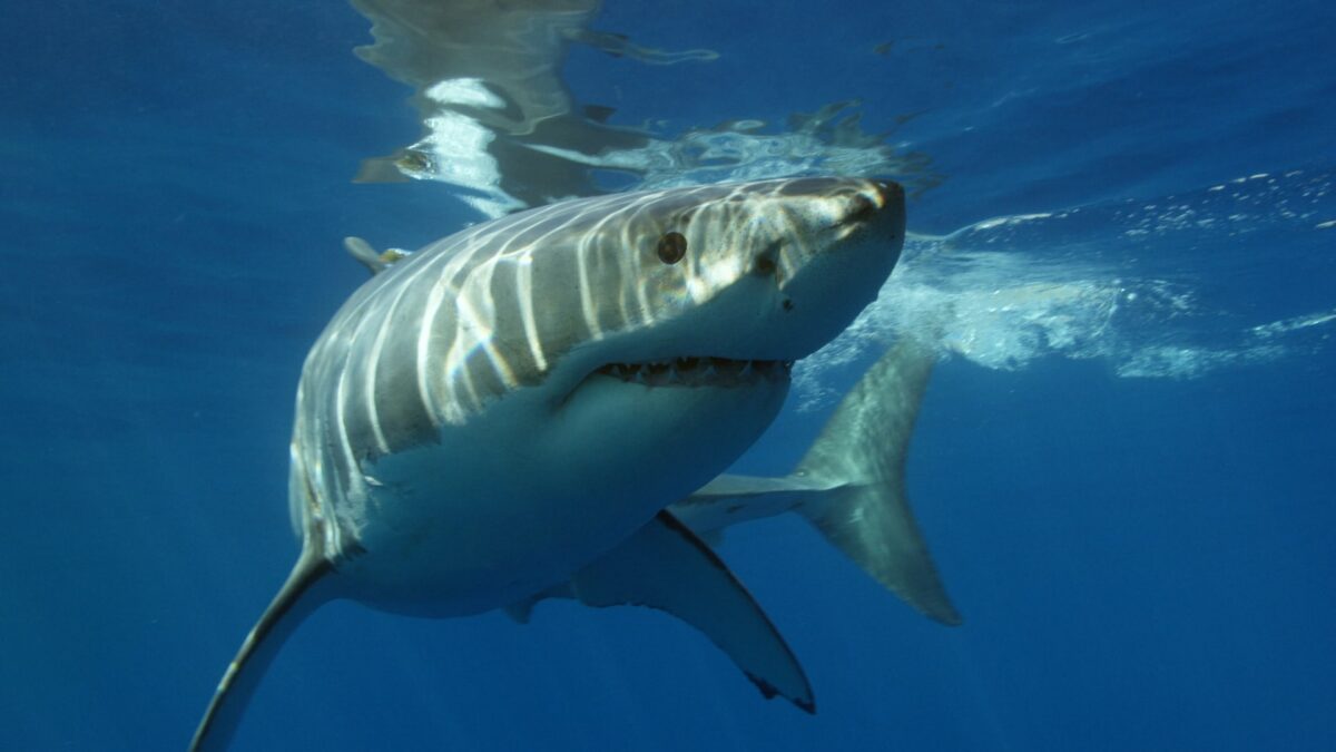 grand requin blanc contre requin tigre