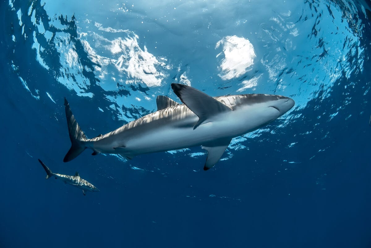 requin soyeux